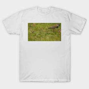 121017 Lapwing T-Shirt